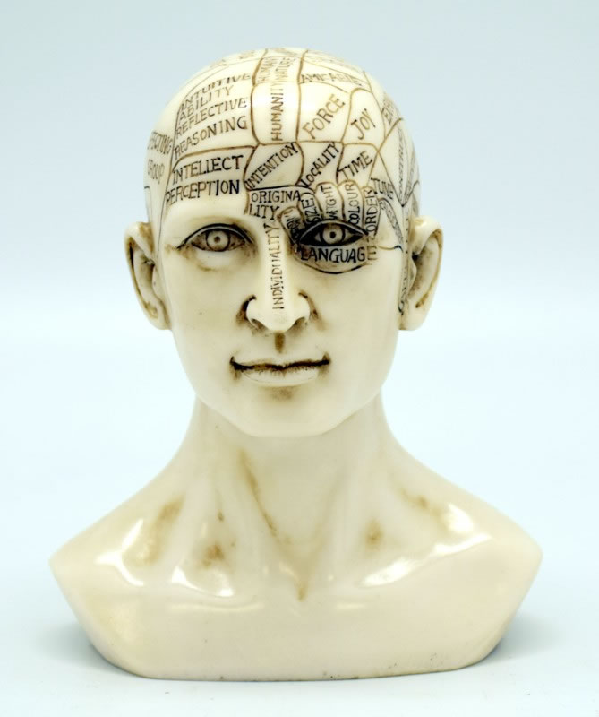 Smaller Phrenology Skull