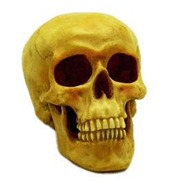 Human Skull!